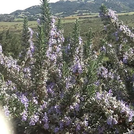 La Valle Del Mirto San Priamo