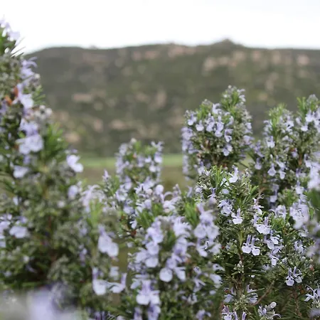 La Valle Del Mirto Holiday home *